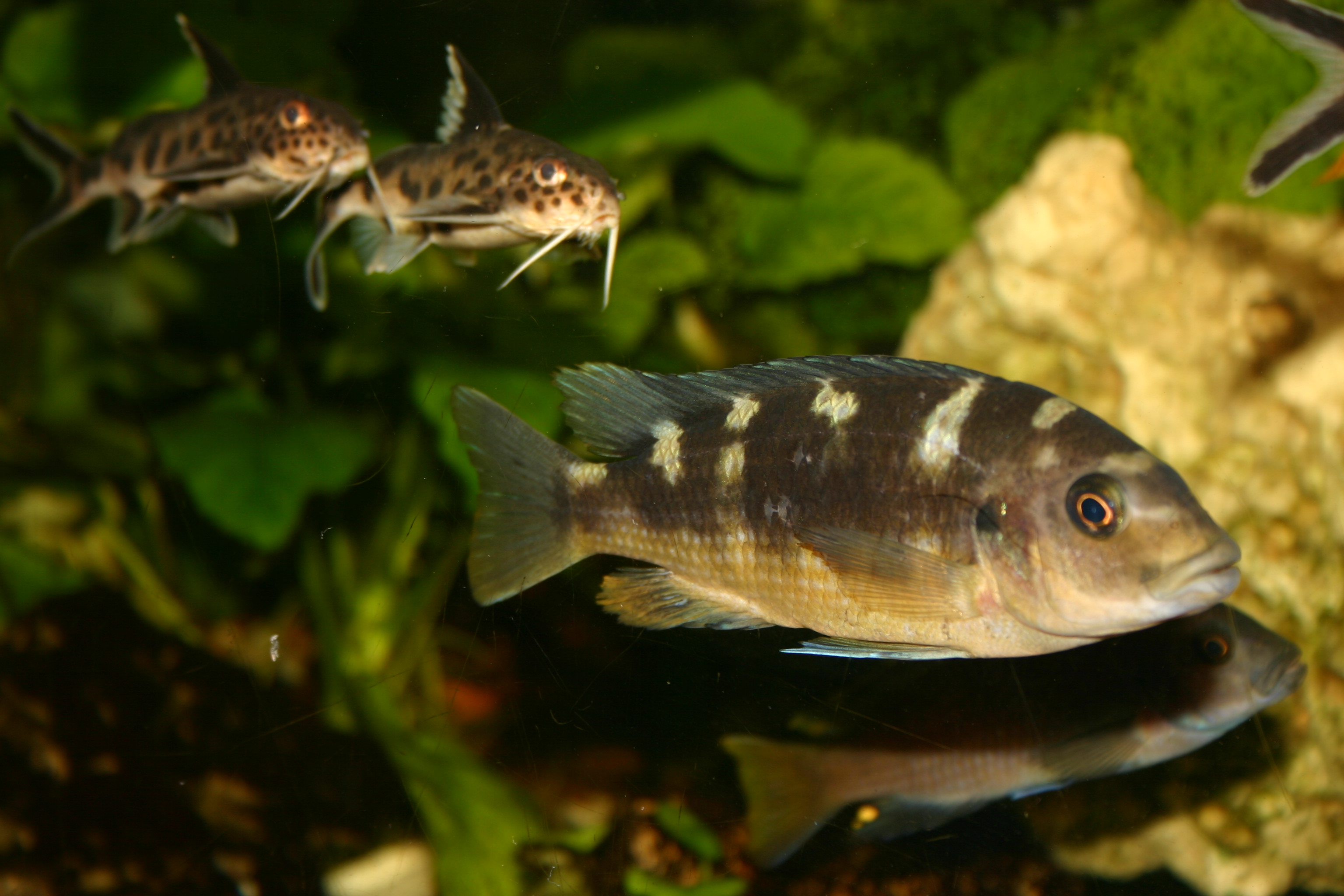 Malawis in Berlin Pseudotropheus / Maylandia / Metriaclima